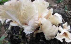 Nhận diện nấm ma gây ngộ độc?